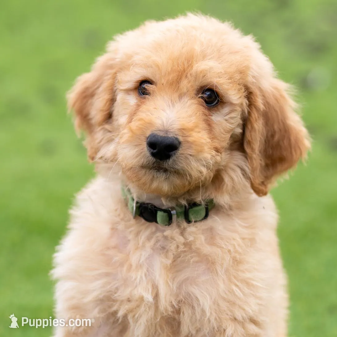 Hunter, a male Goldendoodle for sale in Colorado Springs, CO – Photo 2 of 10