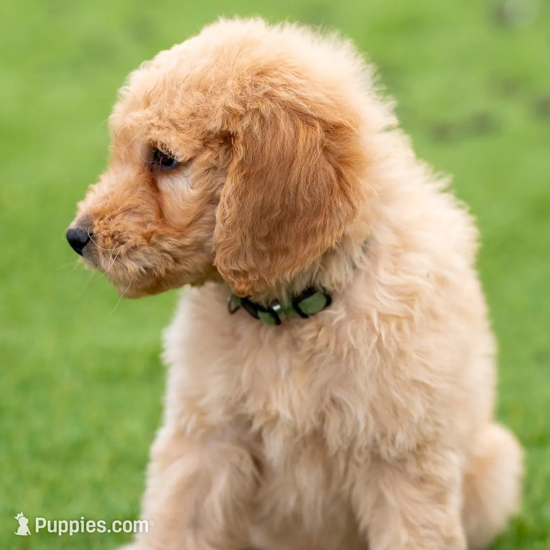Hunter, a male Goldendoodle for sale in Colorado Springs, CO – Photo 3 of 10