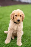 Hunter, a male Goldendoodle for sale in Colorado Springs, CO – Photo 1 of 10