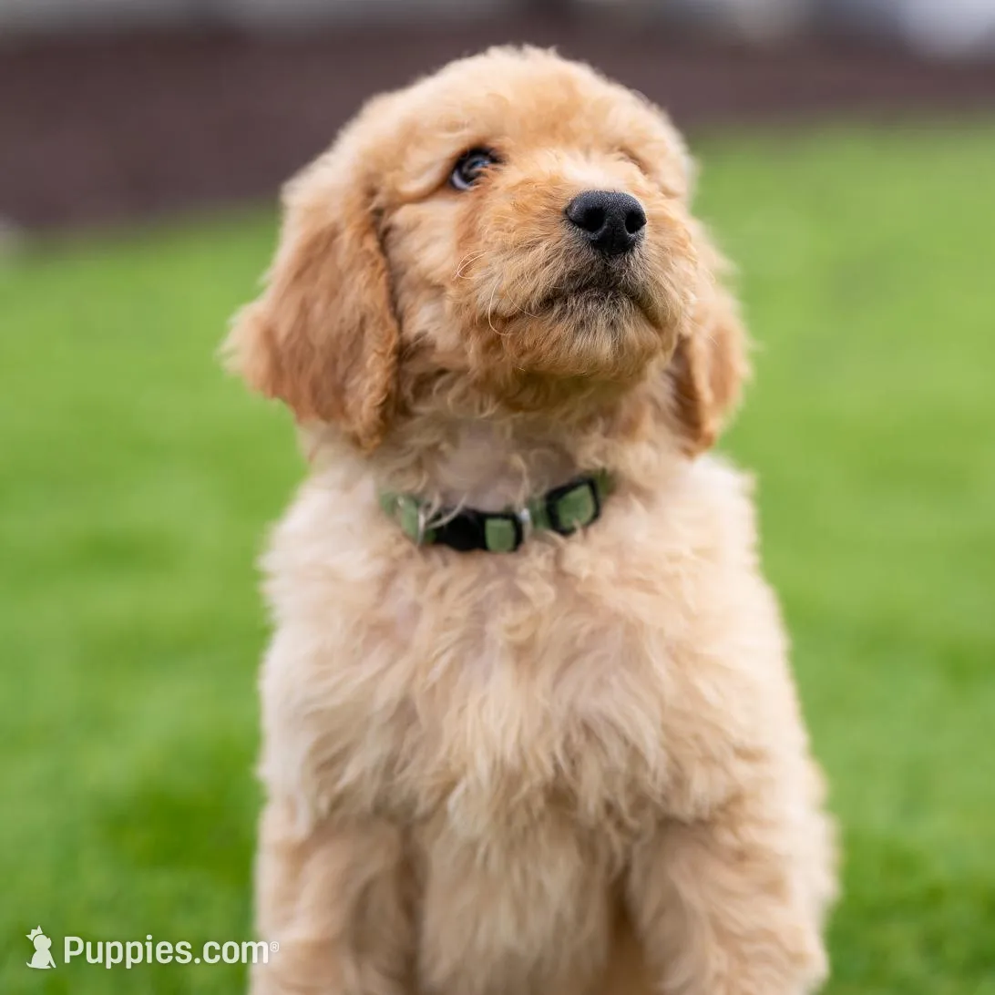 Hunter, a male Goldendoodle for sale in Colorado Springs, CO – Photo 4 of 10