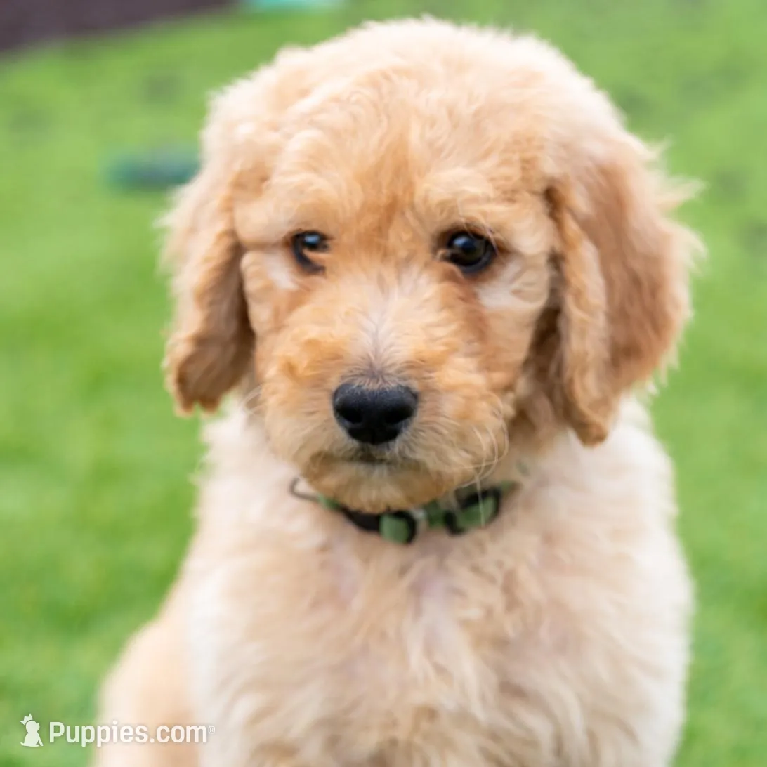 Hunter, a male Goldendoodle for sale in Colorado Springs, CO – Photo 7 of 10