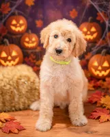 Bear, a male Goldendoodle for sale in Colorado Springs, CO – 3 of 6