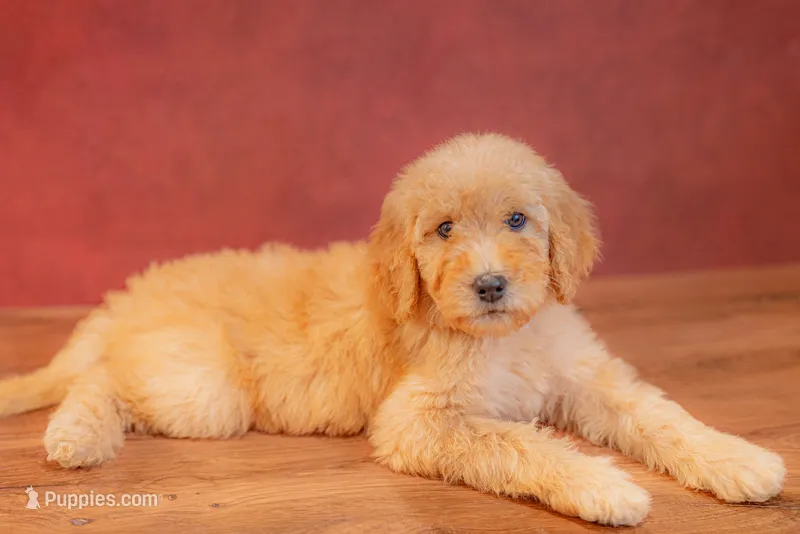 Ember – Goldendoodle puppy for sale in Colorado Springs, CO