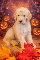 Oakley, a male Goldendoodle for sale in Colorado Springs, CO – 3 of 5