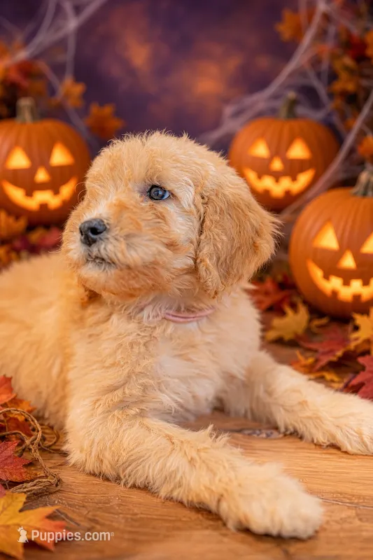 Poppy – Goldendoodle puppy for sale in Colorado Springs, CO