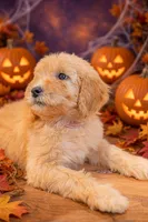 Poppy, a female Goldendoodle for sale in Colorado Springs, CO – 1 of 3