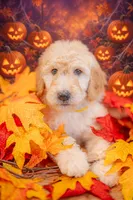 Honey, a female Goldendoodle for sale in Colorado Springs, CO – 4 of 5