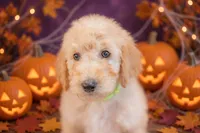 Bear, a male Goldendoodle for sale in Colorado Springs, CO – 4 of 6
