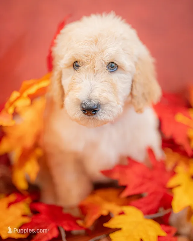 Boone – Goldendoodle puppy for sale in Colorado Springs, CO