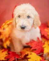 Boone, a male Goldendoodle for sale in Colorado Springs, CO – 1 of 6