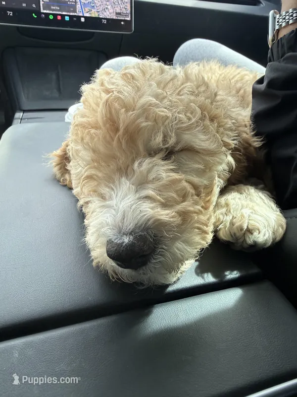 Poppy, a female Goldendoodle for sale in Colorado Springs, CO – Photo 1 of 1