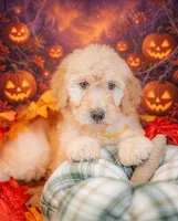 Honey, a female Goldendoodle for sale in Colorado Springs, CO – 5 of 5