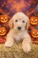 Bear, a male Goldendoodle for sale in Colorado Springs, CO – 6 of 6