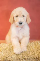 Boone, a male Goldendoodle for sale in Colorado Springs, CO – 2 of 6
