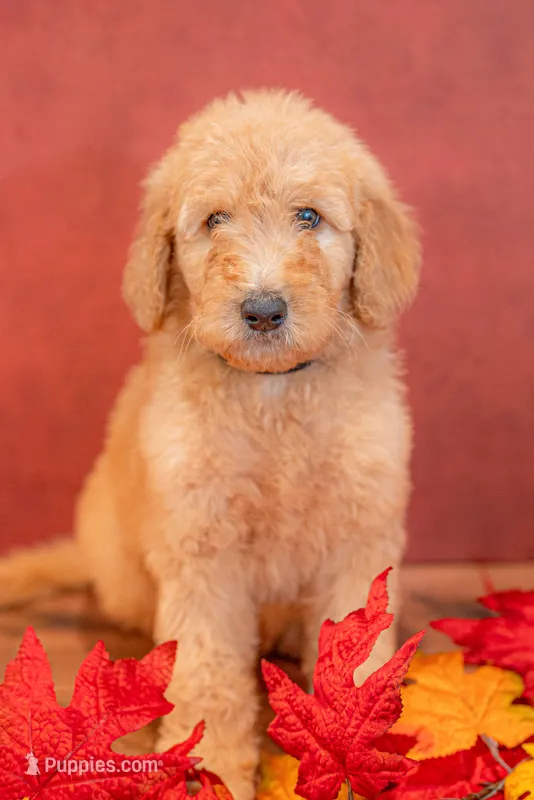 Oakley – Goldendoodle puppy for sale in Colorado Springs, CO