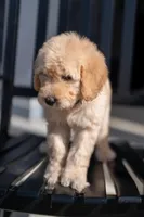 Meadow, a female Goldendoodle for sale in Colorado Springs, CO – Photo 9 of 9