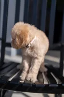 Meadow, a female Goldendoodle for sale in Colorado Springs, CO – Photo 8 of 9