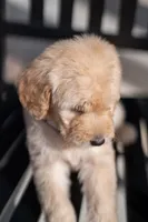 Meadow, a female Goldendoodle for sale in Colorado Springs, CO – Photo 2 of 9