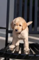 Meadow, a female Goldendoodle for sale in Colorado Springs, CO – Photo 1 of 9