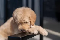 Meadow, a female Goldendoodle for sale in Colorado Springs, CO – Photo 7 of 9