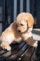 Meadow, a female Goldendoodle for sale in Colorado Springs, CO – Photo 6 of 9