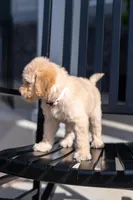 Meadow, a female Goldendoodle for sale in Colorado Springs, CO – Photo 3 of 9