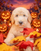 Scout, a male Goldendoodle for sale in Colorado Springs, CO – 2 of 5