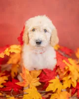 Boone, a male Goldendoodle for sale in Colorado Springs, CO – 6 of 6
