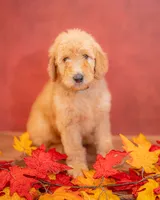 Oakley, a male Goldendoodle for sale in Colorado Springs, CO – 3 of 4