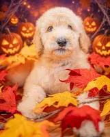 Scout, a male Goldendoodle for sale in Colorado Springs, CO – 5 of 5
