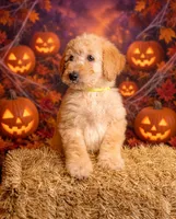 Bear, a male Goldendoodle for sale in Colorado Springs, CO – 2 of 6