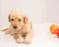 Skye , a female Goldendoodle for sale in Colorado Springs, CO – Photo 2 of 7