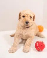 Skye , a female Goldendoodle for sale in Colorado Springs, CO – Photo 6 of 7