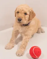 Skye , a female Goldendoodle for sale in Colorado Springs, CO – Photo 4 of 7