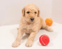 Skye , a female Goldendoodle for sale in Colorado Springs, CO – Photo 3 of 7