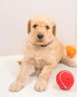 Skye , a female Goldendoodle for sale in Colorado Springs, CO – Photo 5 of 7