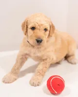Skye , a female Goldendoodle for sale in Colorado Springs, CO – Photo 1 of 7