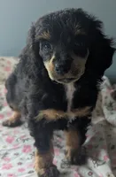 Zoe, female, a female Doxiepoo and Poodle - Miniature  for sale in Pinnacle, NC – 2 of 5