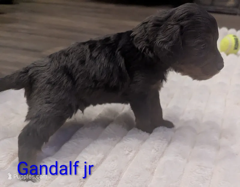 Gandalf jr-dapple – Poodle - Miniature , Miniature Dachshund puppy for sale in Pinnacle, NC