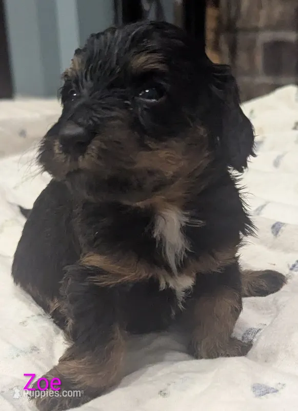 Zoe – Poodle - Miniature , Miniature Dachshund puppy for sale in Pinnacle, NC