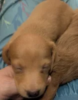 Honey, a female Poodle - Miniature  for sale in Pinnacle, NC – 7 of 7