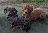 Honey, a female Poodle - Miniature  for sale in Pinnacle, NC – 2 of 7