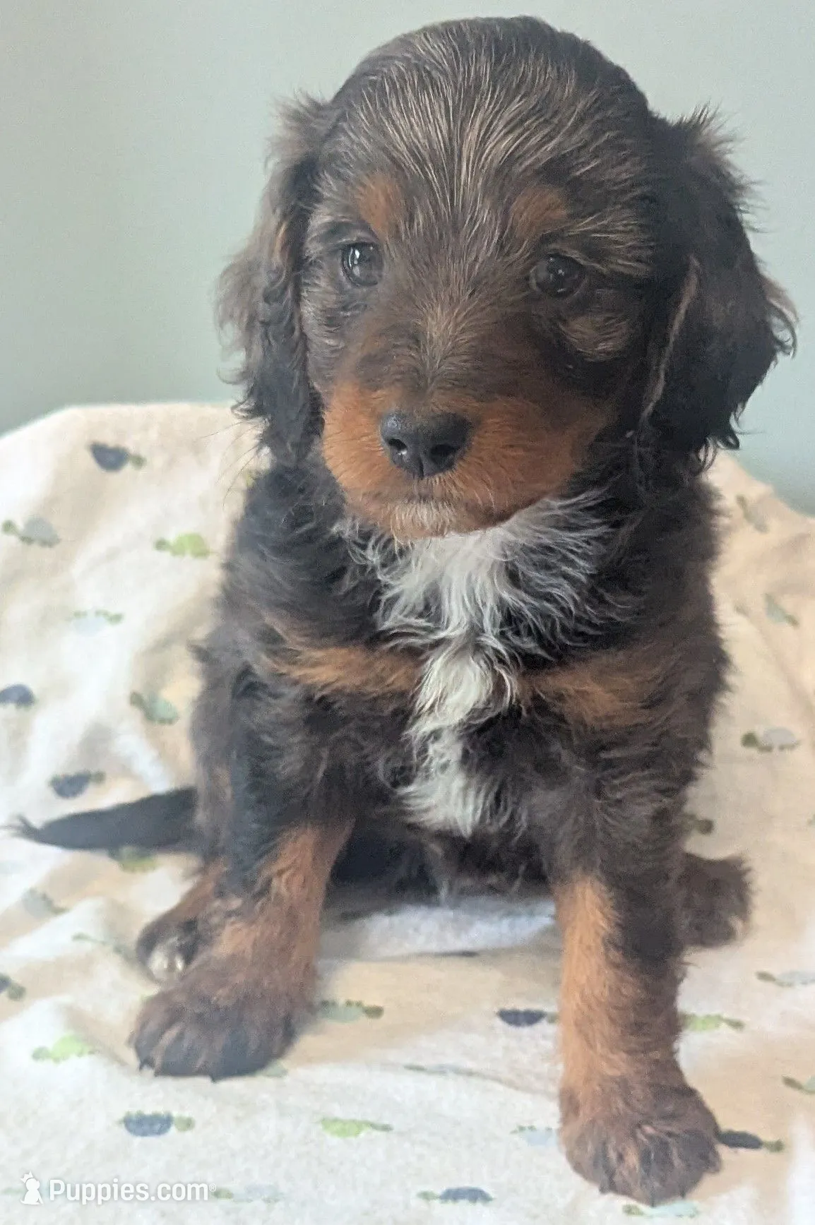 Gandalf- dapple – Doxiepoo Puppy for Sale in Pinnacle, NC
