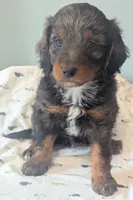 Gandalf- dapple, a male Doxiepoo for sale in Pinnacle, NC – 1 of 3