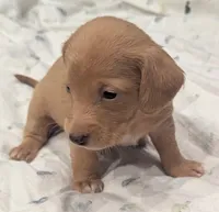 Honey, a female Poodle - Miniature  for sale in Pinnacle, NC – 3 of 7