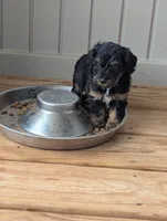 Zoe, female, a female Doxiepoo and Poodle - Miniature  for sale in Pinnacle, NC – 3 of 5