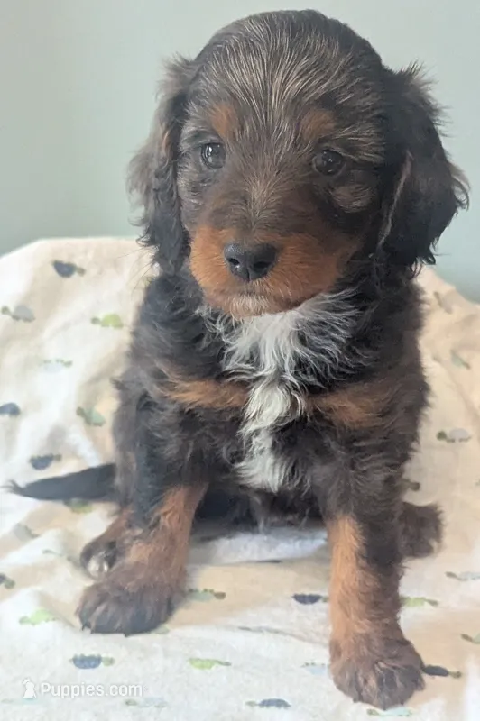 Gandalf jr-dapple – Poodle - Miniature , Miniature Dachshund puppy for sale in Pinnacle, NC