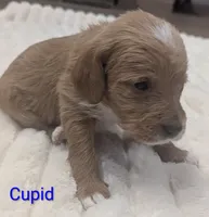 Cupid, male, a male Poodle - Miniature  and Miniature Dachshund for sale in Pinnacle, NC – 6 of 6