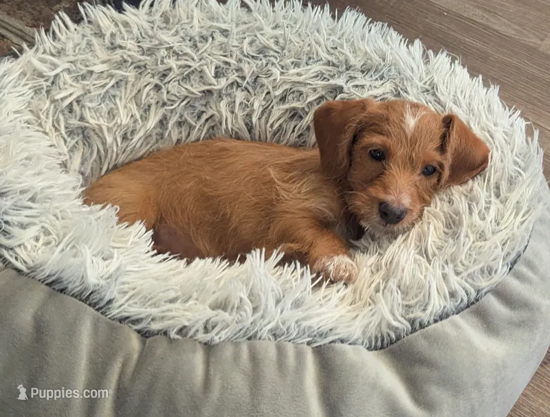 Zoe, female – Doxiepoo, Poodle - Miniature  puppy for sale in Pinnacle, NC