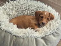 Zoe, female, a female Doxiepoo and Poodle - Miniature  for sale in Pinnacle, NC – 1 of 9